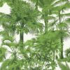 PALM BOTANICAL T10103